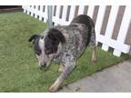 Adopt *LEVI a Black Australian Cattle Dog / Mixed dog in Modesto, CA (33538895)