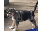 Adopt Duke a Gray/Silver/Salt & Pepper - with Black Catahoula Leopard Dog dog in