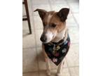 Adopt Milo Vicente a Brown/Chocolate - with White Jack Russell Terrier / Bull