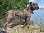 Adopt Kyah & Milly a Brindle American Staffordshire Terrier / Mixed dog in