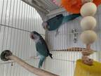 Adopt Blane and Suesie a Blue Parakeet - Quaker bird in Grandview, MO (33538248)