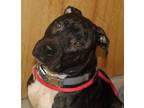 Adopt Bruno a Brindle American Pit Bull Terrier / Mixed dog in Florence