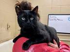 Adopt Salem a Black (Mostly) Domestic Shorthair (short coat) cat in Jackson