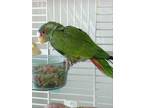 Adopt Freda a Green Amazon bird in Grandview, MO (33537163)