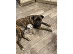 Adopt Boomer a Brindle - with White Boxer / Husky / Mixed dog in Hinton