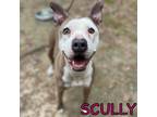 Adopt Scully a White American Staffordshire Terrier / Mixed dog in Spartanburg