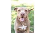 Adopt Gordo a Brown/Chocolate American Pit Bull Terrier / Shar Pei / Mixed dog
