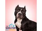 Adopt Wendy A-29 AVAILABLE MEDICALLY INFORMED a American Bully