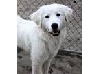 Adopt Rosie a Great Pyrenees