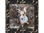 Adopt Speckles a Catahoula Leopard Dog