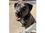Adopt Whiskee a Boxer, Pit Bull Terrier
