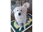 Adopt Pandora in TEXAS a White Great Pyrenees / Mixed dog in Rocky Hill