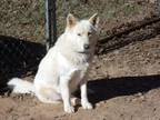 Adopt Mimi a White Husky / Mixed dog in Monroe, NC (33547860)