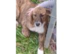 Adopt Maddie a Brindle Border Collie / St. Bernard / Mixed dog in Birmingham