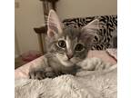 Adopt Vienna a Gray, Blue or Silver Tabby Domestic Mediumhair (medium coat) cat