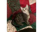 Adopt Santiago a Brown Tabby Domestic Shorthair (short coat) cat in Virginia