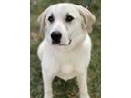 Adopt Snowball a White Great Pyrenees / Mixed dog in Chester Springs