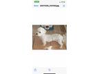 Adopt Leo a White - with Tan, Yellow or Fawn Pekingese / Labradoodle / Mixed dog