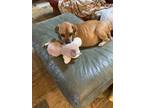 Adopt Copper a Tan/Yellow/Fawn Beagle / Pug dog in Jackson, GA (33547027)