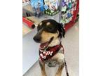Adopt Peanut a Black Border Collie / Coonhound / Mixed dog in North Aurora