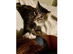 Adopt Tucker a Domestic Longhair / Mixed (short coat) cat in Bountiful