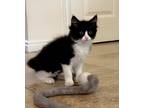 Adopt Teddy a Turkish Angora / Mixed (long coat) cat in Bountiful, UT (33547063)