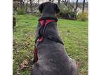 Adopt Sweet heart a Gray/Silver/Salt & Pepper - with Black Cane Corso / Mixed