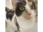 Adopt Tammy Faye a Calico or Dilute Calico Domestic Shorthair / Mixed cat in