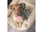 Adopt Maple a Brown/Chocolate Doberman Pinscher / Rottweiler / Mixed dog in