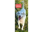 Adopt Daisy a White - with Tan, Yellow or Fawn German Shorthaired Pointer /