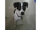Adopt Radar a White - with Tan, Yellow or Fawn Border Collie / Rat Terrier /
