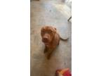 Adopt Teddy a Brown/Chocolate - with White Cane Corso / Rottweiler / Mixed dog