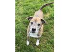Adopt McCoy a Brindle - with White American Staffordshire Terrier / Mixed dog in