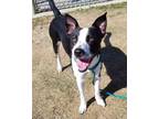 Adopt Tada a Black Australian Cattle Dog / Border Collie / Mixed dog in Irving