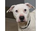 Adopt Nala a White Pit Bull Terrier / Mixed dog in Troy, OH (33544321)
