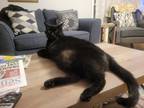 Adopt Jet a All Black American Shorthair (short coat) cat in Lawrenceville