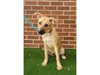 Adopt LANCASTER a Tan/Yellow/Fawn Shepherd (Unknown Type) / Mixed dog in