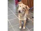 Adopt AMELIA a Tan/Yellow/Fawn Australian Shepherd / Mixed dog in Baytown