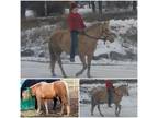 Dark Palomino 15 yr old mare super well broke great on trails