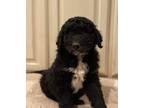 Saint Berdoodle Puppy for sale in Diana, TX, USA