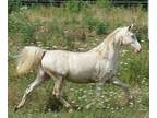 In Search of Registered Cremello Saddlebred Mare