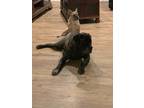 Adopt Atlas a Brindle Mastiff / Mixed dog in Johns Island, SC (33552314)