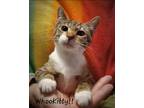 Adopt WhoooKitty a Domestic Shorthair / Mixed (short coat) cat in El Dorado