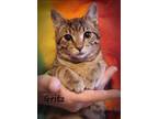 Adopt Gritz a Domestic Shorthair / Mixed (short coat) cat in El Dorado