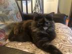 Adopt Coco a Tortoiseshell Domestic Mediumhair (medium coat) cat in Cary