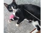 Adopt Mabel a Black & White or Tuxedo Domestic Shorthair / Mixed cat in Louisa