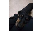 Adopt Butters a Black - with Tan, Yellow or Fawn Dachshund / Rottweiler / Mixed