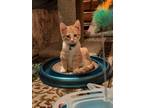 Adopt Gibson a Orange or Red Tabby Domestic Shorthair (short coat) cat in Anoka