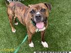 Adopt ZEUS a Brindle - with White Boxer / Mixed dog in West Palm Beach