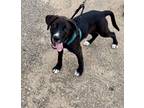 Adopt Pepper a Black - with White Labrador Retriever / Border Collie / Mixed dog